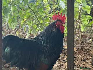 Chickens poultry Trio of double laced barnevelders - Advert 15