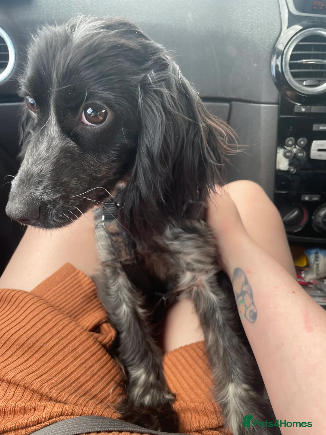Cocker Spaniel dogs for sale: 2 year old roan cocker spaniel.  - Advert 4