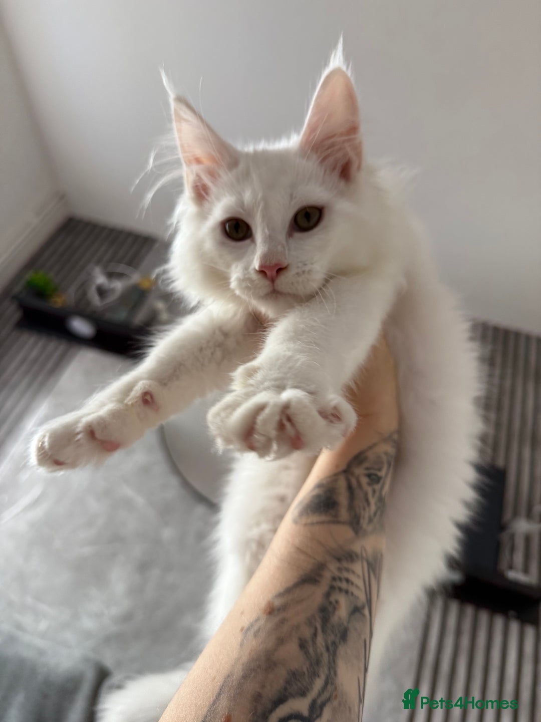 Maine Coon cats for sale: Maine Coon Kittens TICA Registered Cattery  - Image 30