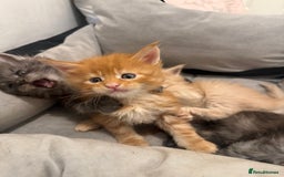 Maine Coon cats for sale: Beautiful main coon kittens for sale  - Advert 13