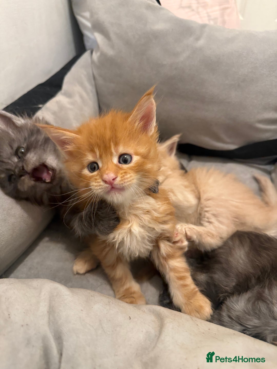 Maine Coon cats for sale: Beautiful main coon kittens for sale  - Advert 13