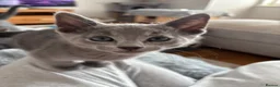Russian Blue cats for sale: GCCF registered kitten - Advert 5