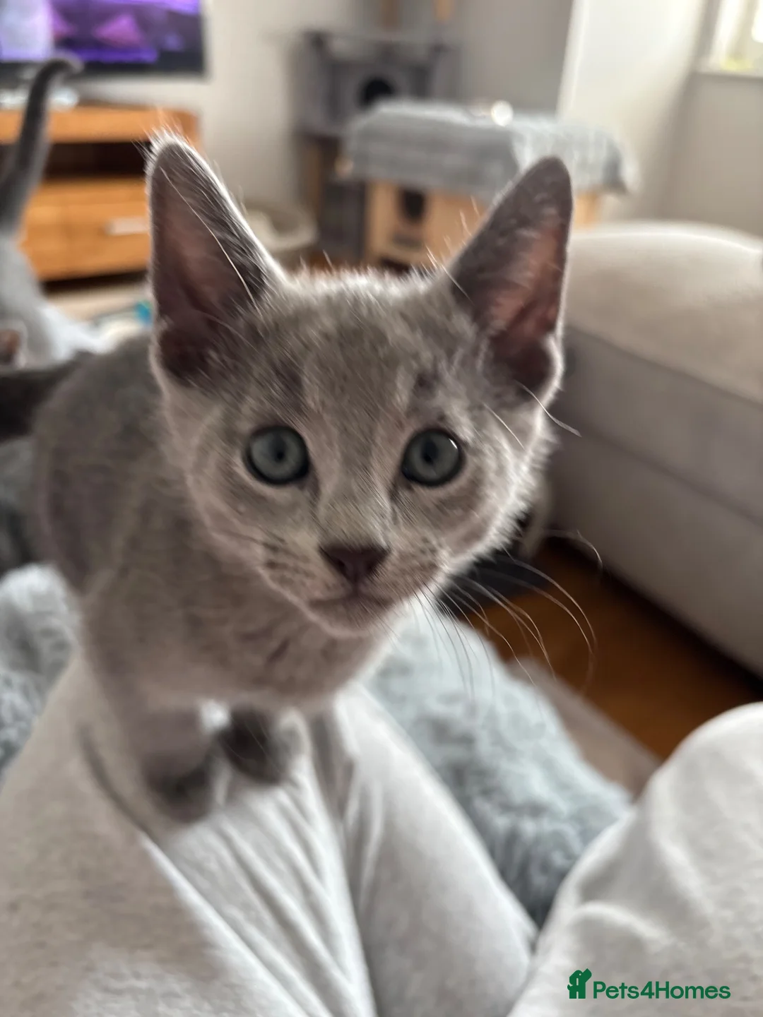 Russian Blue cats for sale: GCCF registered kitten - Advert 5