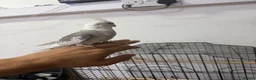 Cockatiels birds for sale:     2 Friendly Cockatiels – Male & Female in Wolverhampton - Advert 2
