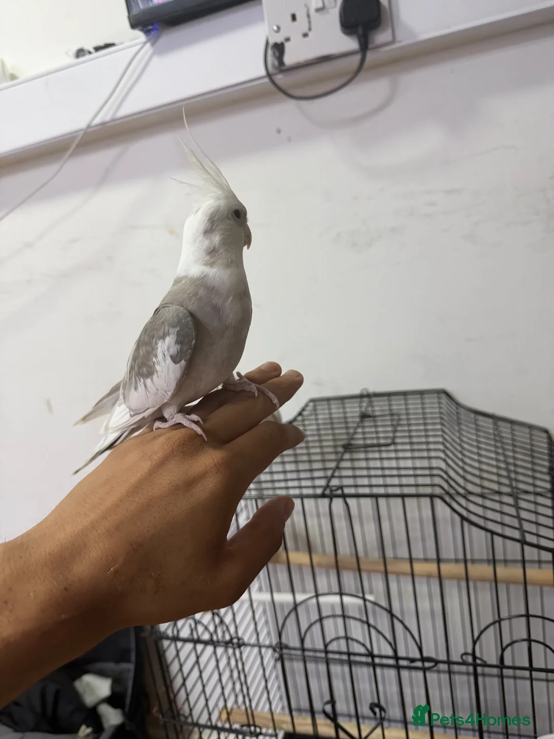 Cockatiels birds for sale:     2 Friendly Cockatiels – Male & Female in Wolverhampton - Advert 2