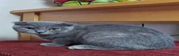 Scottish Fold cats for sale: TICA Vaccinated&Ready  toLeave SCOTTISH FOLD  - Advert 12