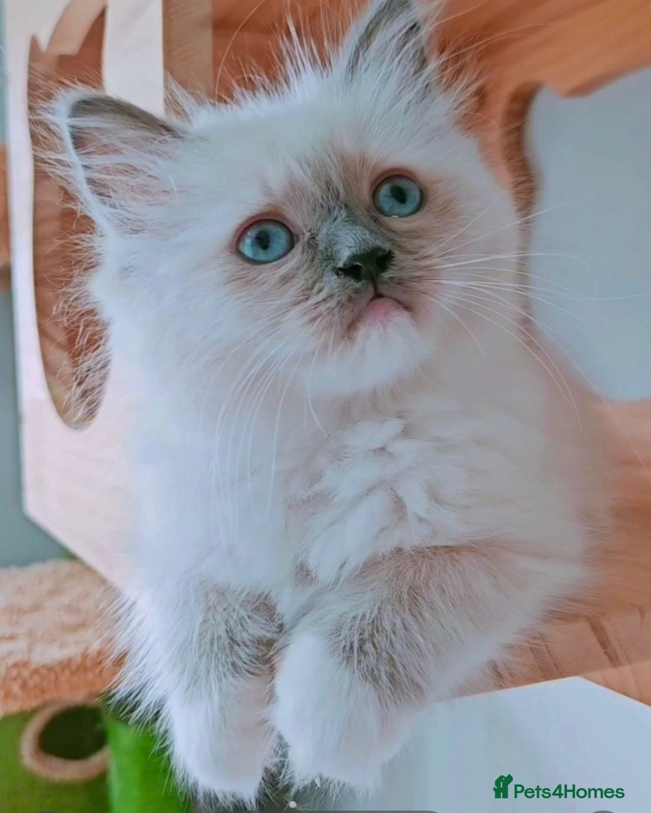 Ragdoll cats Raised with Love, looking for forever homes 🏠❤️ - Advert 3