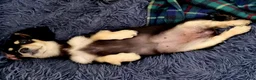 Miniature Dachshund dogs for sale: Last Wonderful KC Reg.MiniatureLH Dachshund Puppy  - Advert 4