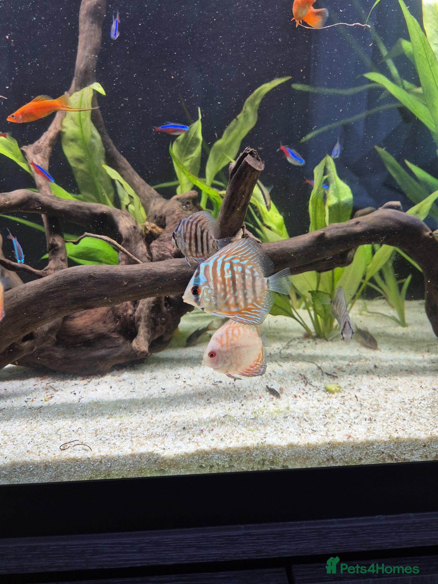 Cichlids fish for sale: Discus - Advert 2