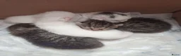 Siberian cats for sale: 4 kittens for sale - Advert 35