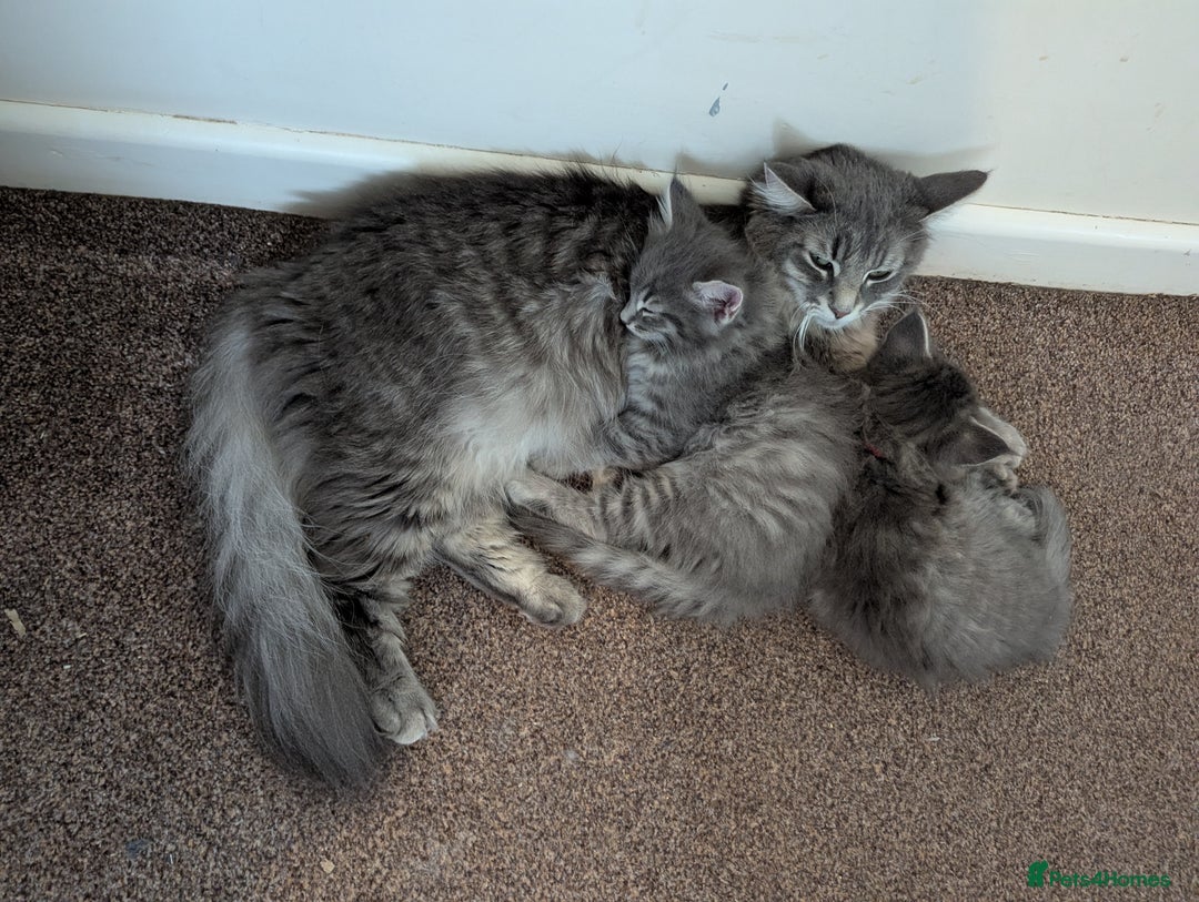 Norwegian Forest Cat cats for sale: Gorgeous male Norwegian Forest Kitten - Image 2