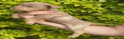 Olde English Bulldogge dogs for sale: 7 old tyme bulldog puppies available  - Advert 5