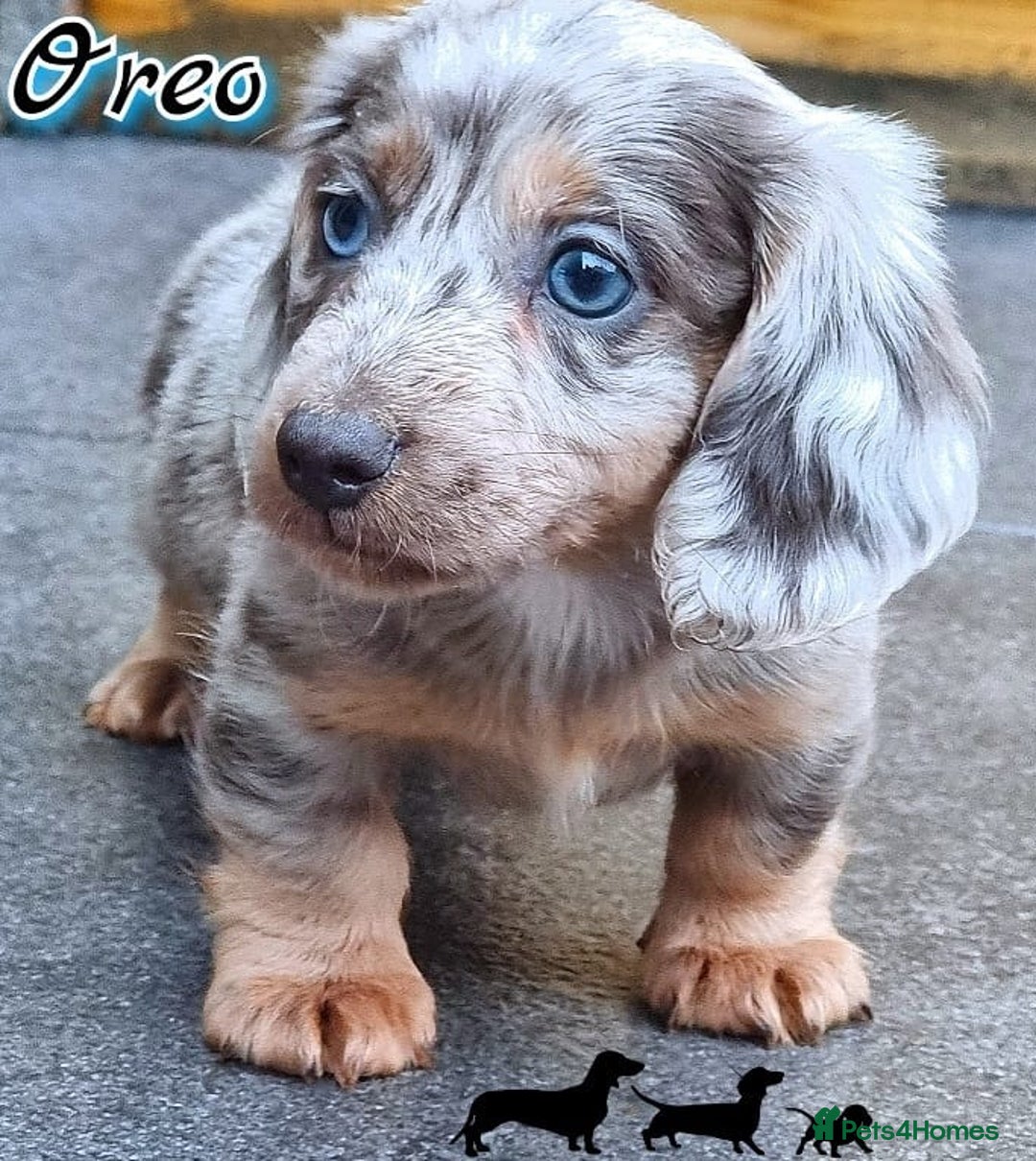 Merle Dachshund Blue Eyes Blue Merle Dachshund For Sale New Arrivals