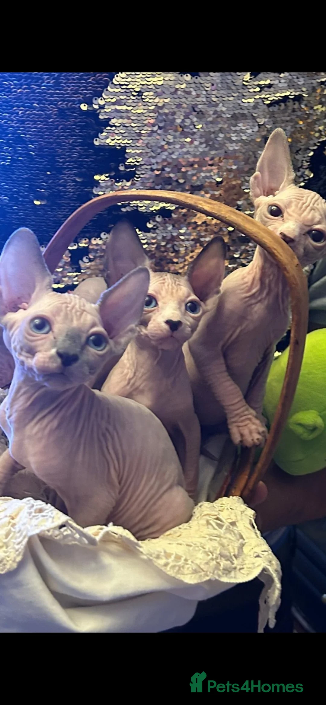Sphynx cats for sale: Beautiful sphynx kittens looking for loving home🧿 - Advert 1