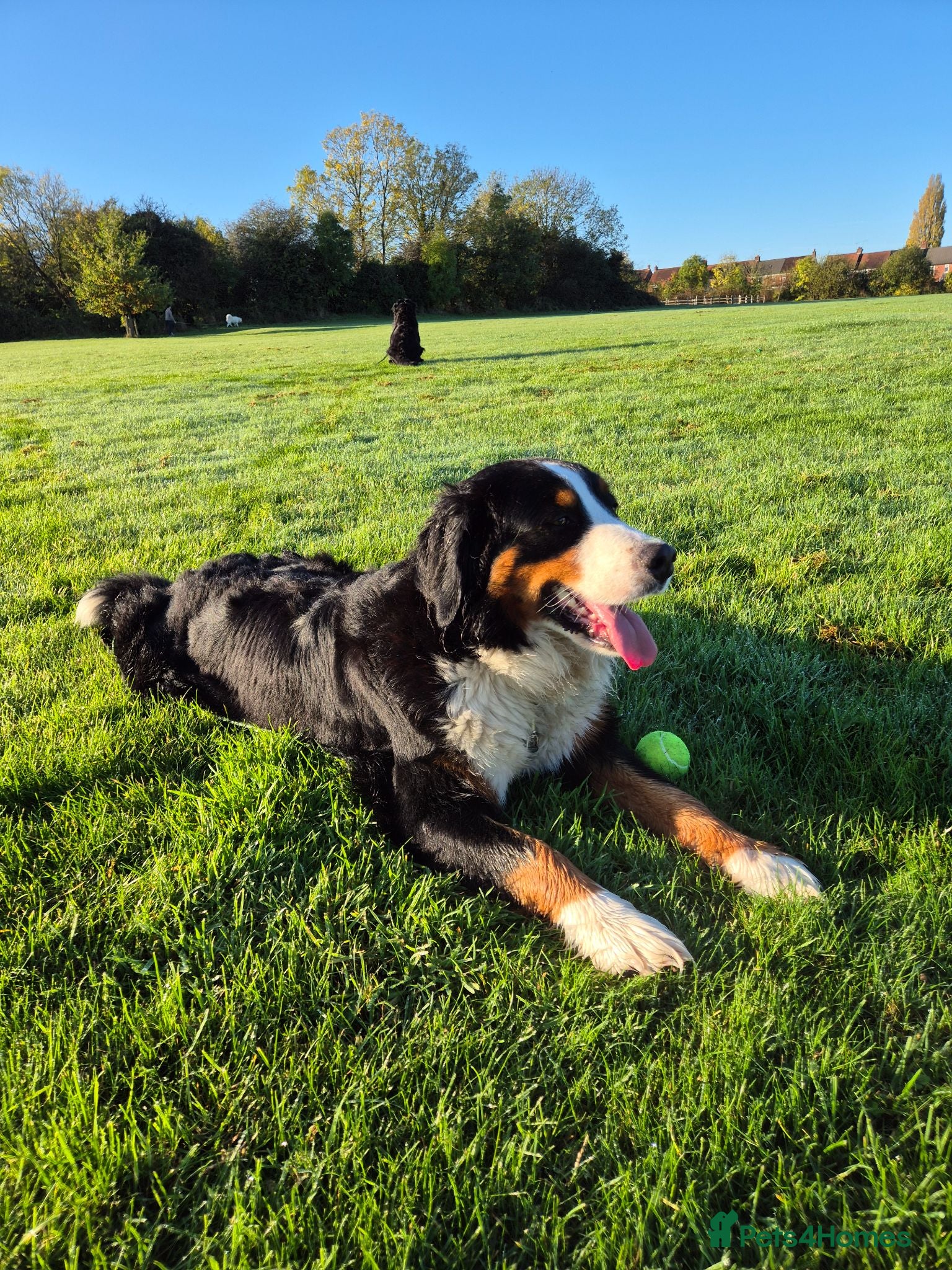 Bernese Mountain Dog dogs Bernesse pups - Advert 1