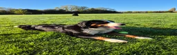 Bernese Mountain Dog dogs for sale: Bernesse pups in Coventry - Advert 1