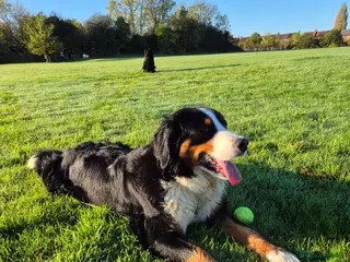 Bernese Mountain Dog dogs Bernesse pups - Advert 1