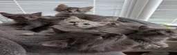 Siberian cats for sale: Siberian kitten  - Advert 2