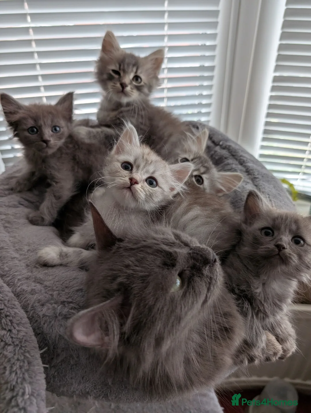 Siberian cats for sale: Siberian kitten  - Advert 2