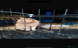 Domestic Shorthair cats for sale: Rimber and simba, our ginger rescues 🧡 - Image 13