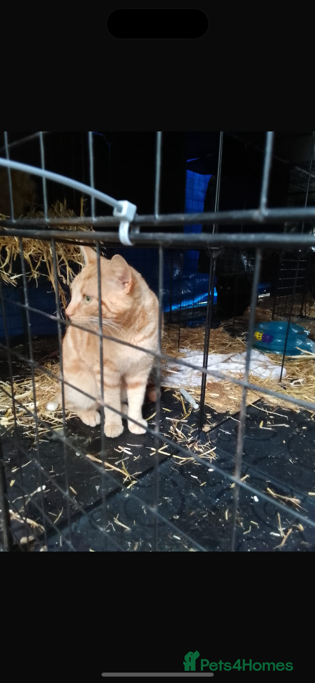 Domestic Shorthair cats for sale: Rimber and simba, our ginger rescues 🧡 - Image 13
