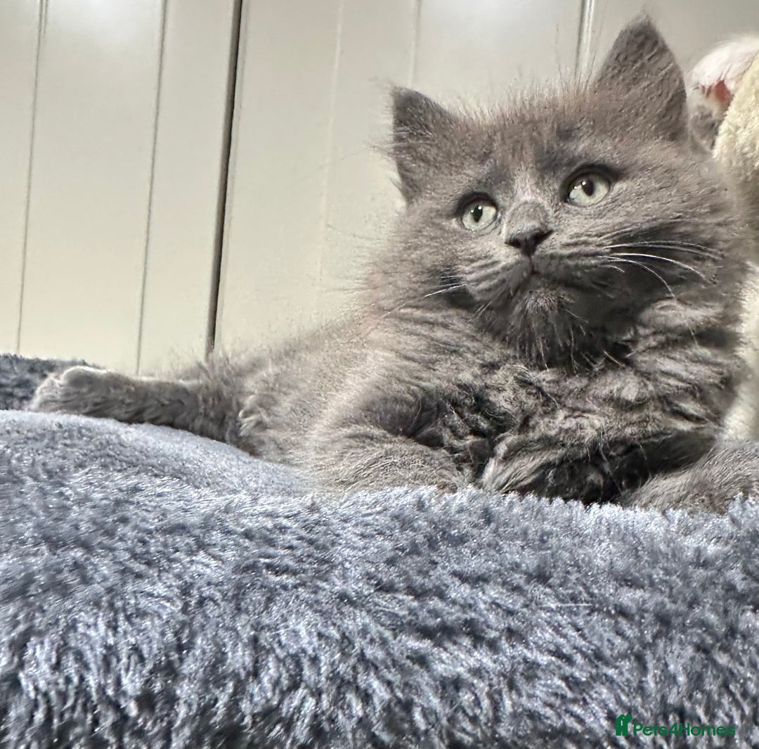 Norwegian Forest Cat cats for sale: 7 Exceptionally beautiful Norwegian Forest kittens - Advert 29