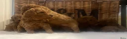 Cavapoo dogs for sale: Stunning deep red TOY cavapoo pups - Advert 28