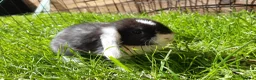 Mini Lop rabbits for sale: Gorgeous Mini Lops  - Advert 3