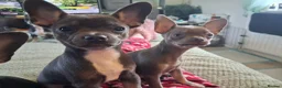 Mixed Breed dogs for sale: Frenchie x Chihuahua pups x 2 in Newcastle upon Tyne - Advert 4