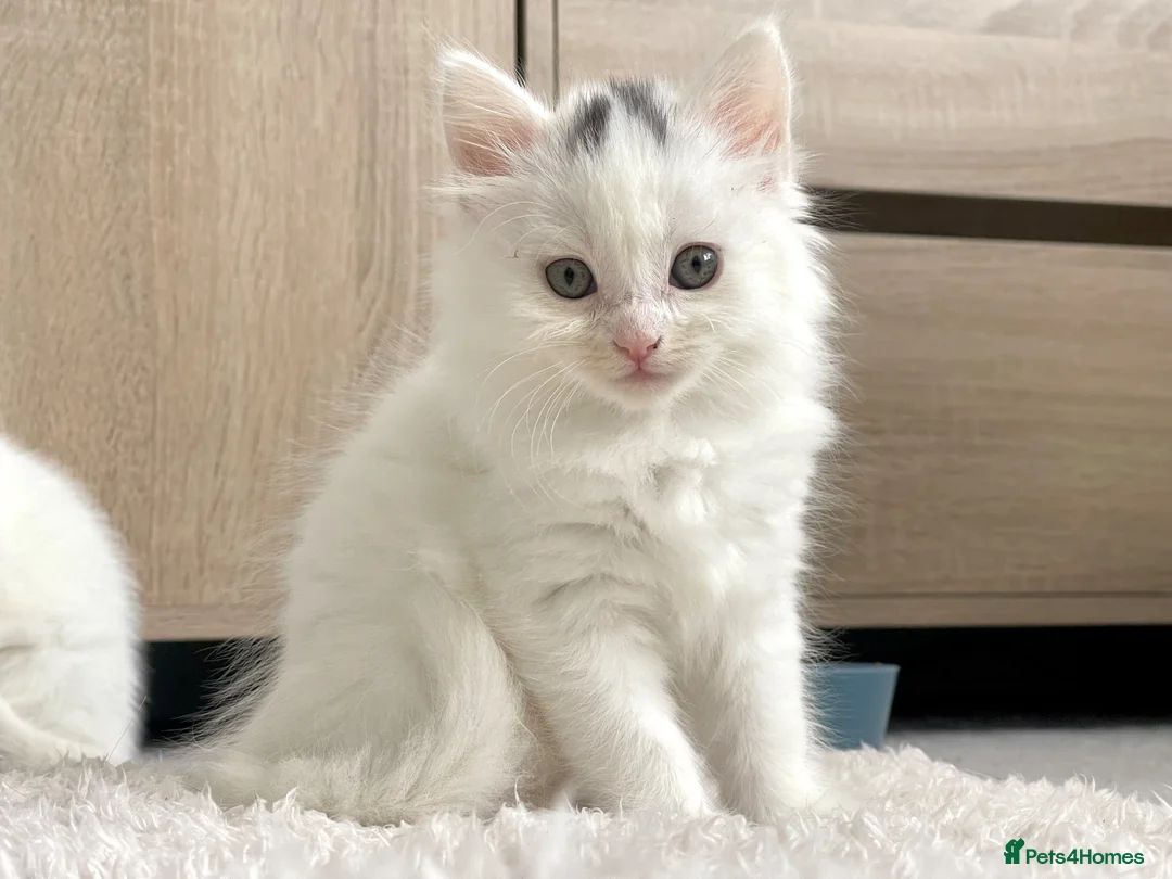 British Shorthair cats for sale: Stunning litter of white kittens  - Advert 1