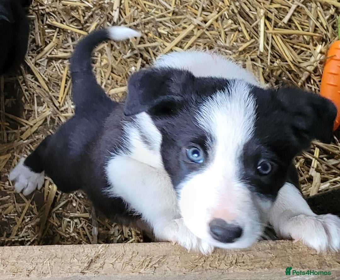 Border Collie dogs for sale: collie pups for working homes - Advert 14