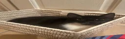 Domestic Shorthair cats for sale: Lovely friendly tuxedo female cat  - Advert 5