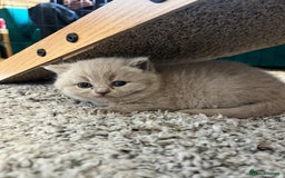 British Shorthair cats for sale: 4 beautiful lilac and blue kittens. - Advert 18