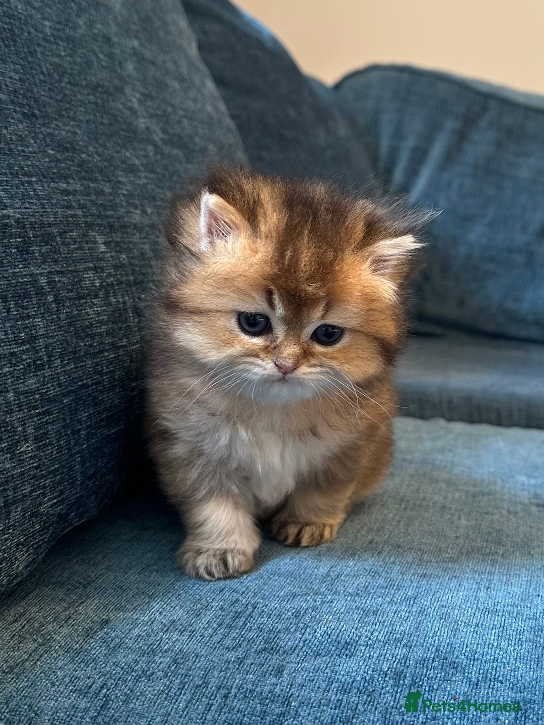 British Longhair cats for sale: Rare Golden Shaded British Longhair Girl Teddy  - Image 4