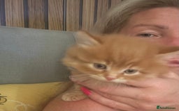 British Longhair cats for sale: Fluffy balls of joy - Image 9