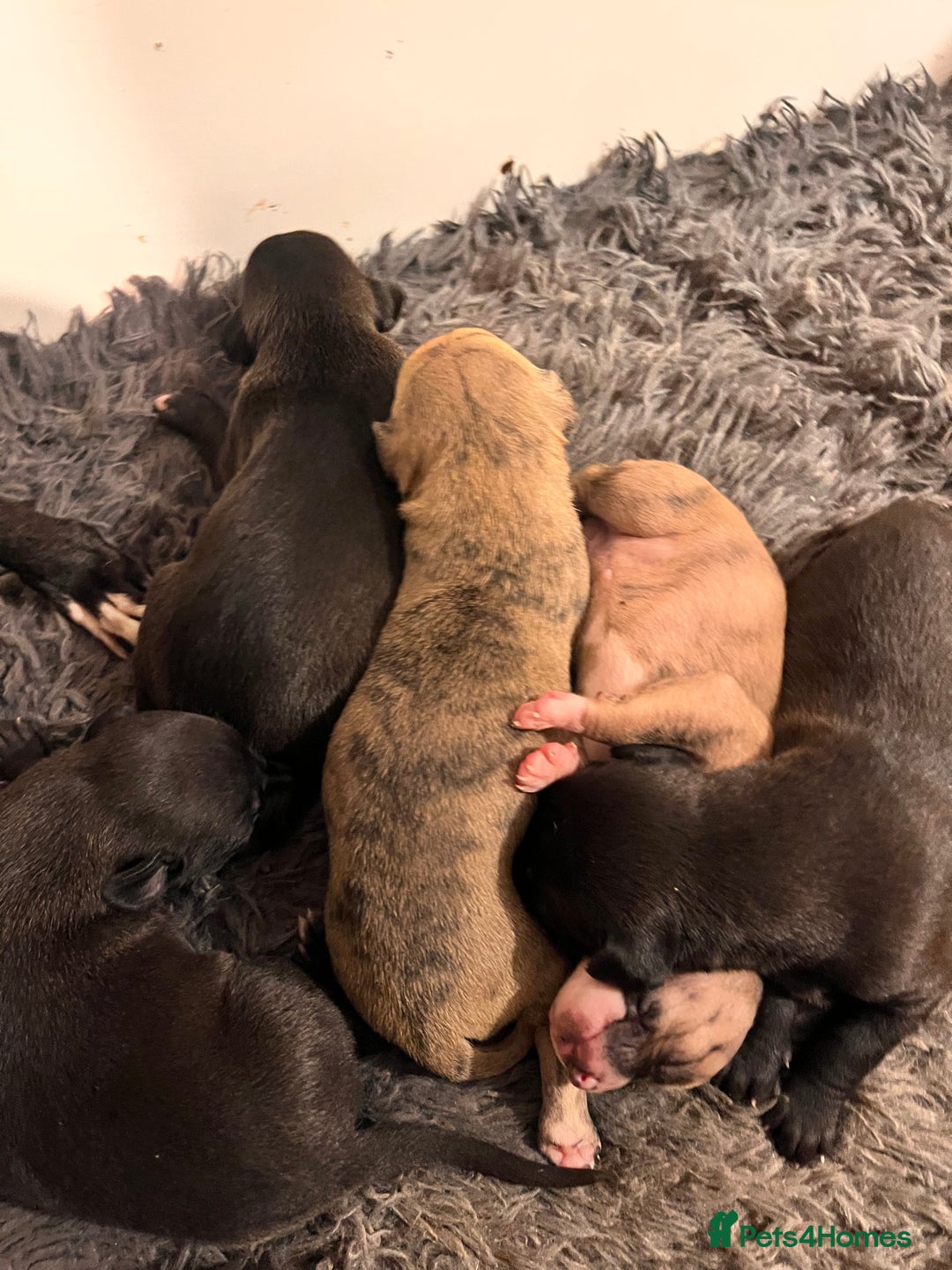 Whippet dogs for sale: Champion KC whippet puppies  - Advert 1
