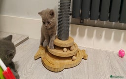 British Shorthair cats for sale: British shorthair blue / lilac kittens  - Image 6