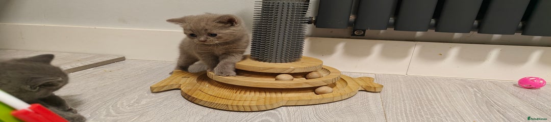 British Shorthair Kitten lilac girl 