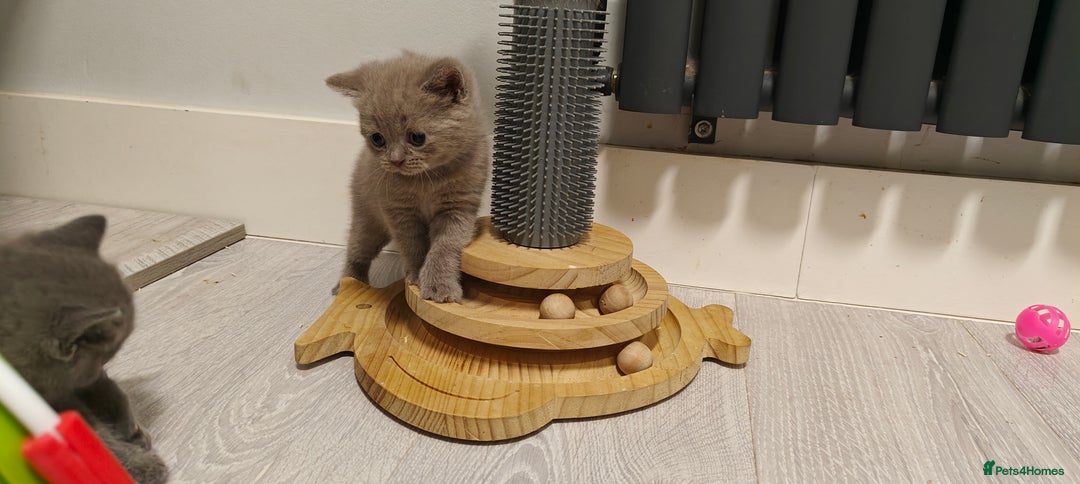 British Shorthair cats for sale: British shorthair blue / lilac kittens  - Image 6