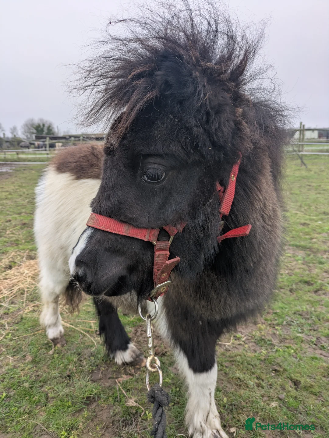 Shetland pony horses for sale: Stunning Minature Shetlands DEPOSIT SECURED  - Advert 5