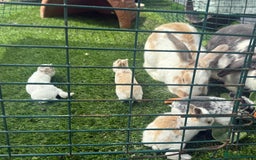 English Lop rabbits for sale: 4x English baby bunny rabbit  - Image 11