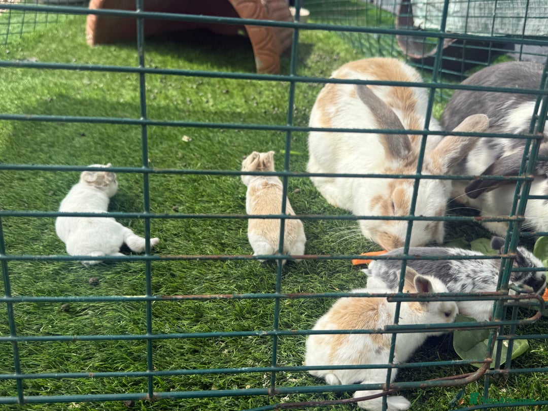 English Lop rabbits for sale: 4x English baby bunny rabbit  - Image 11