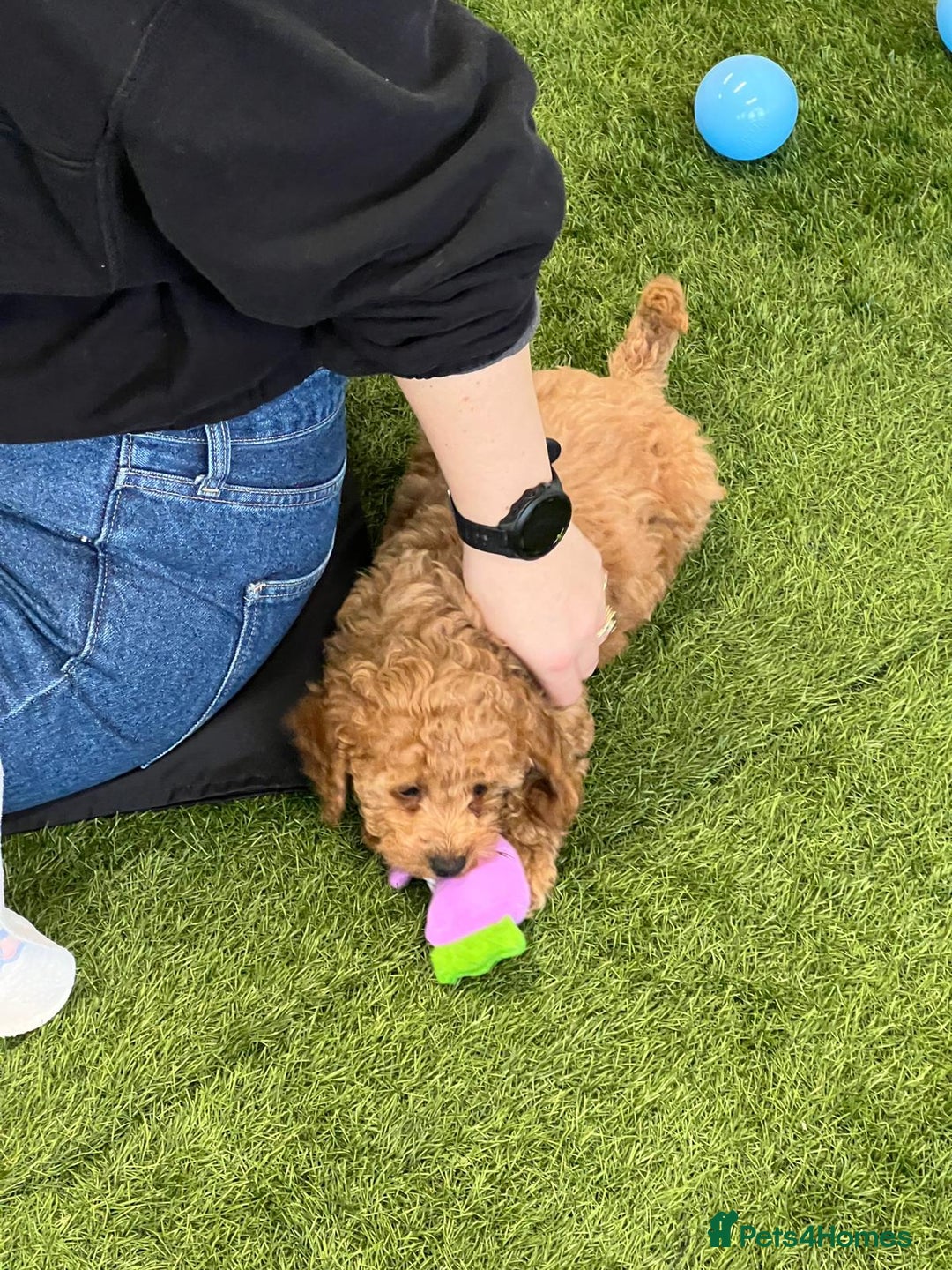 Cockapoo dogs for sale: F2 Cockerpoos Ready for their new homes. - Advert 16