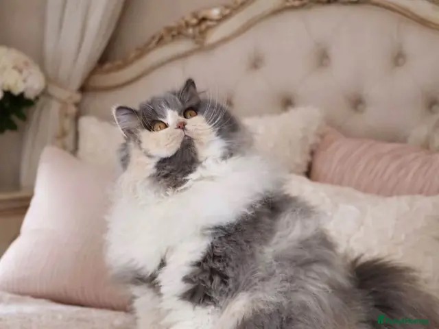 British Longhair cats for sale: GCCF British longhair female - Advert 1