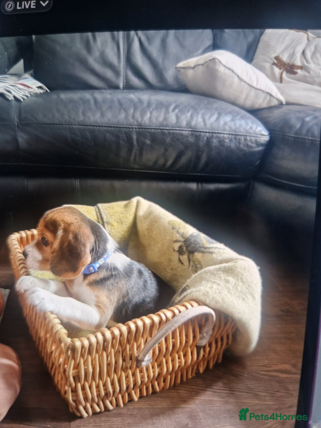 Beagle dogs for sale: (5th gen) pure pedigree beagle puppy - Image 10