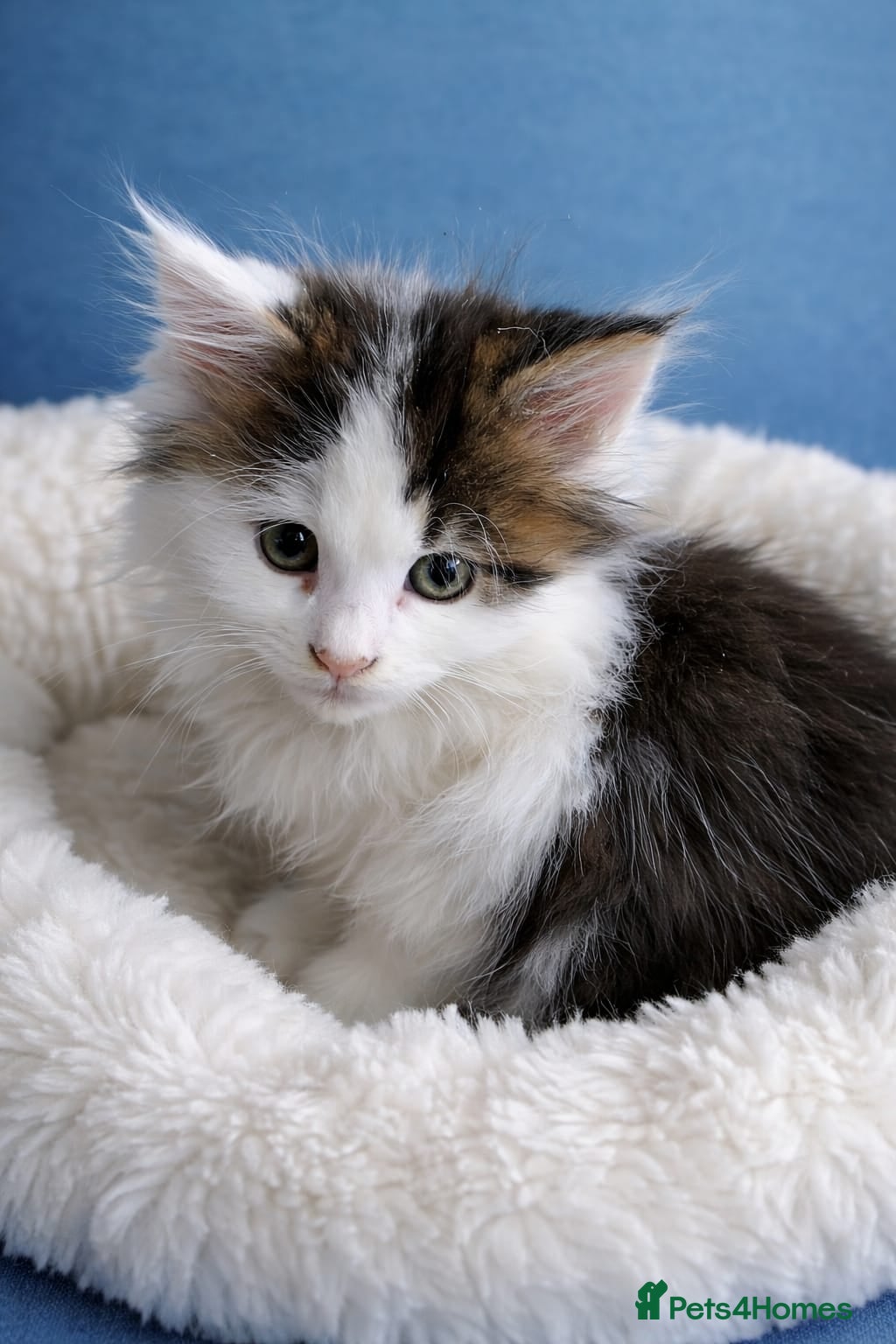 Maine Coon cats 3 male kittens now ready - Advert 3