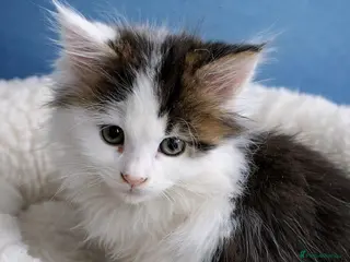 Maine Coon cats 3 male kittens now ready - Advert 3