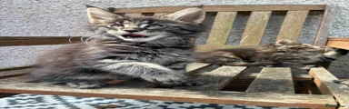 Maine Coon Kitten 2