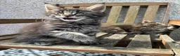 Maine Coon cats for sale: Maine coon kittens  - Advert 31