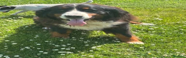 Bernese Mountain Dog 1